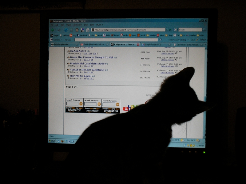 kitten in front of computer screen